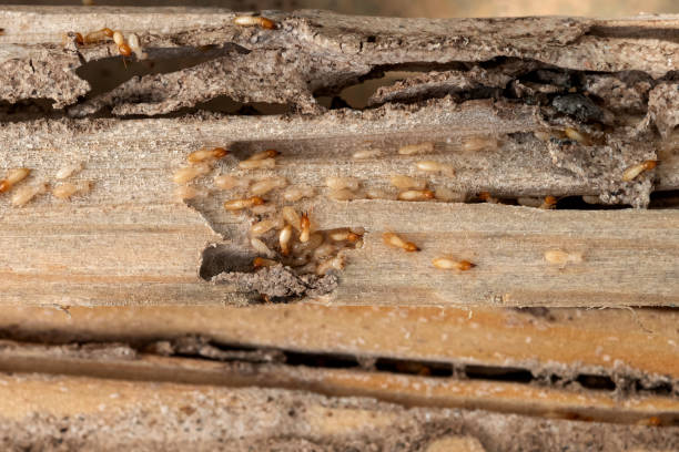 Best Pest Control Near Me  in Bartlett, TX